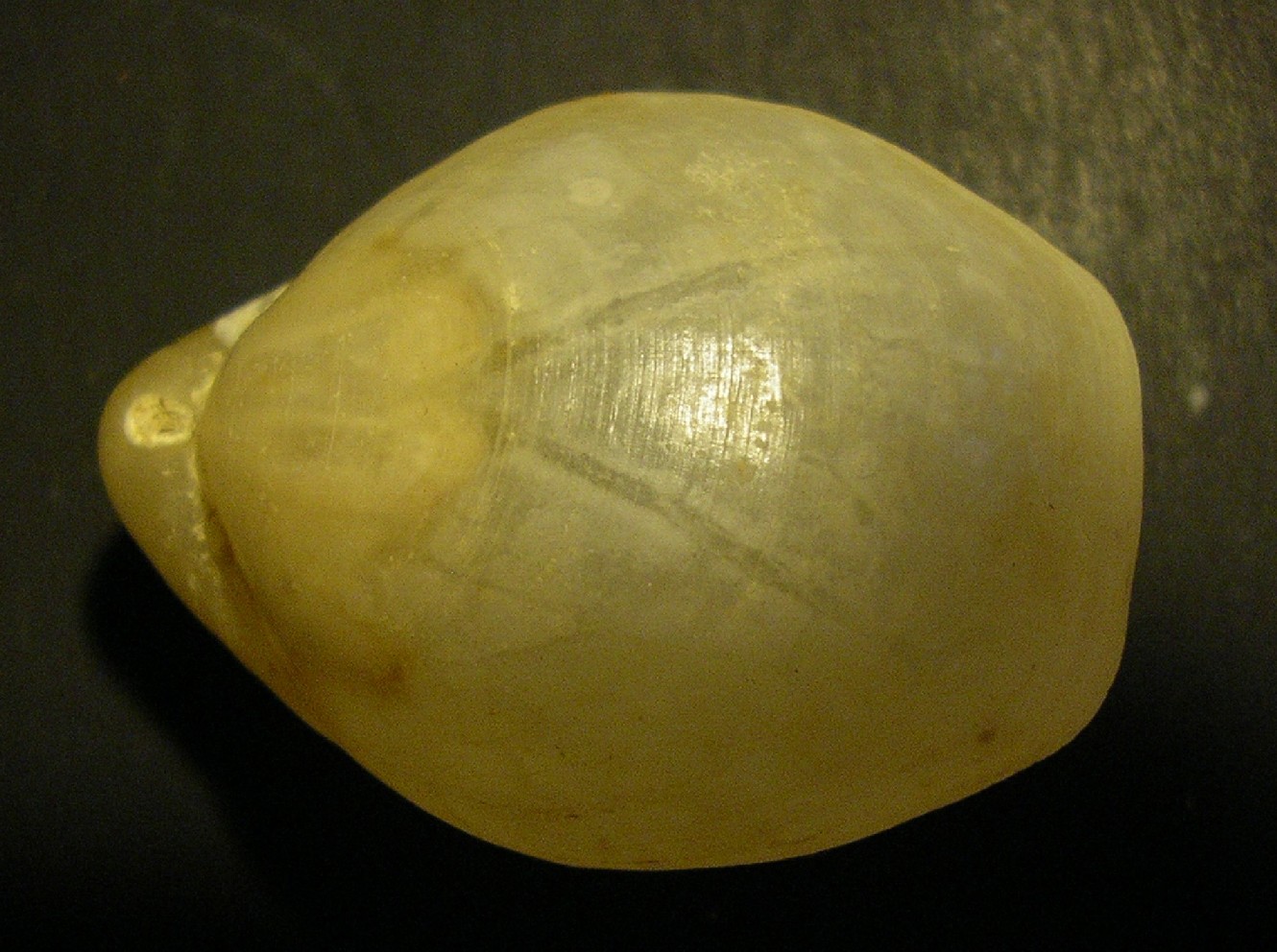 Gryphus vitreus (Born, 1778)